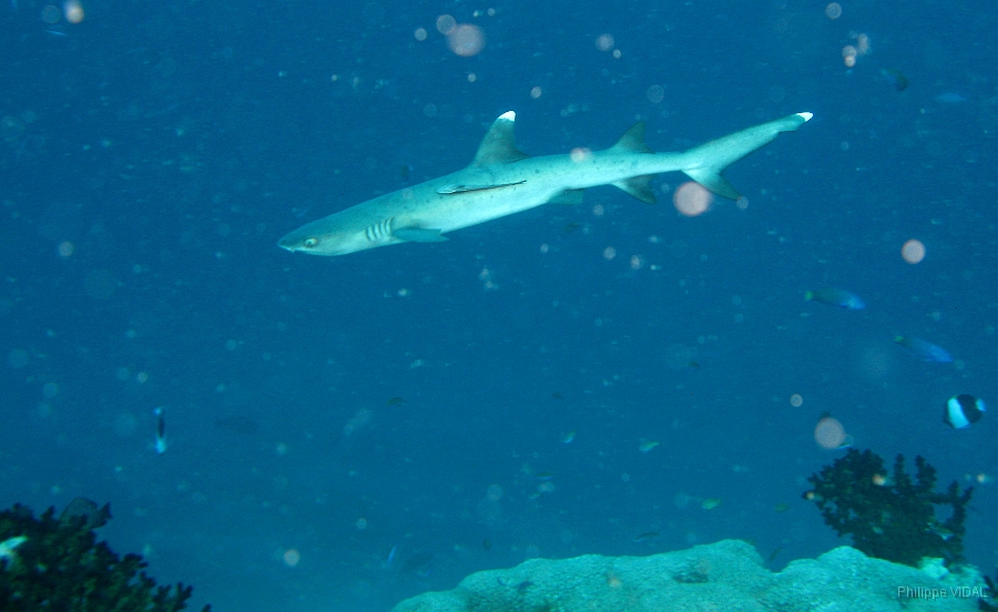 IMG_7687rc_Maldives_Madoogali_Requin corail ou Aileron blanc du lagon.jpg